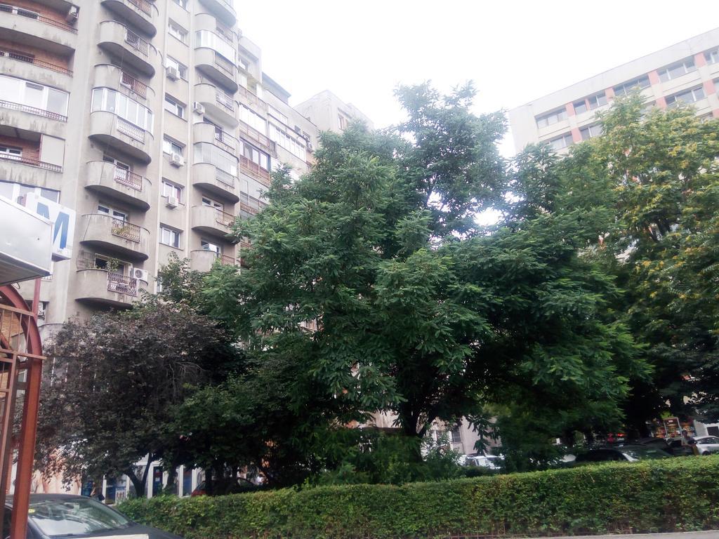 Apartment Dana Bucharest