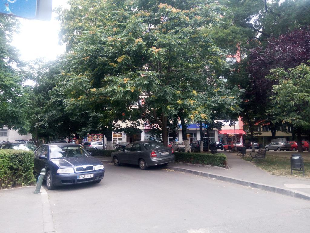 Dana Bucharest